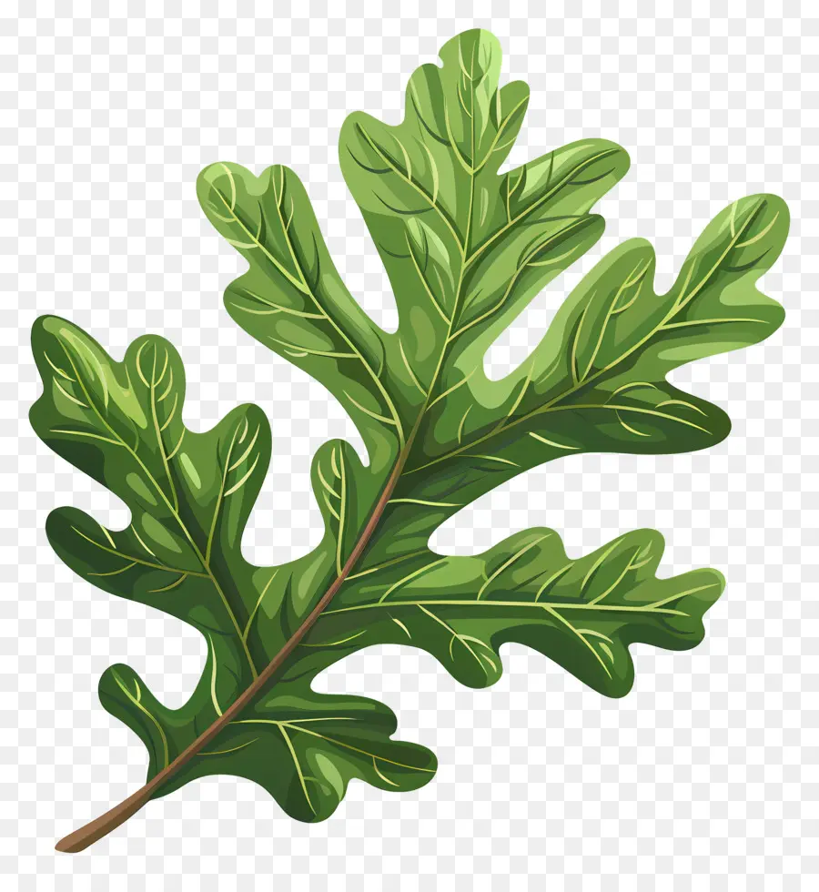 Oak Leaf，лист дуба PNG