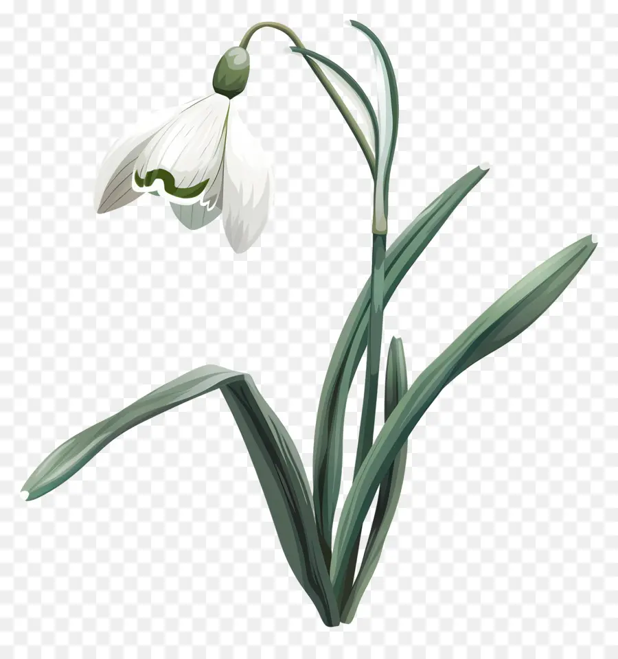 Снежный цветок，белый цветок PNG