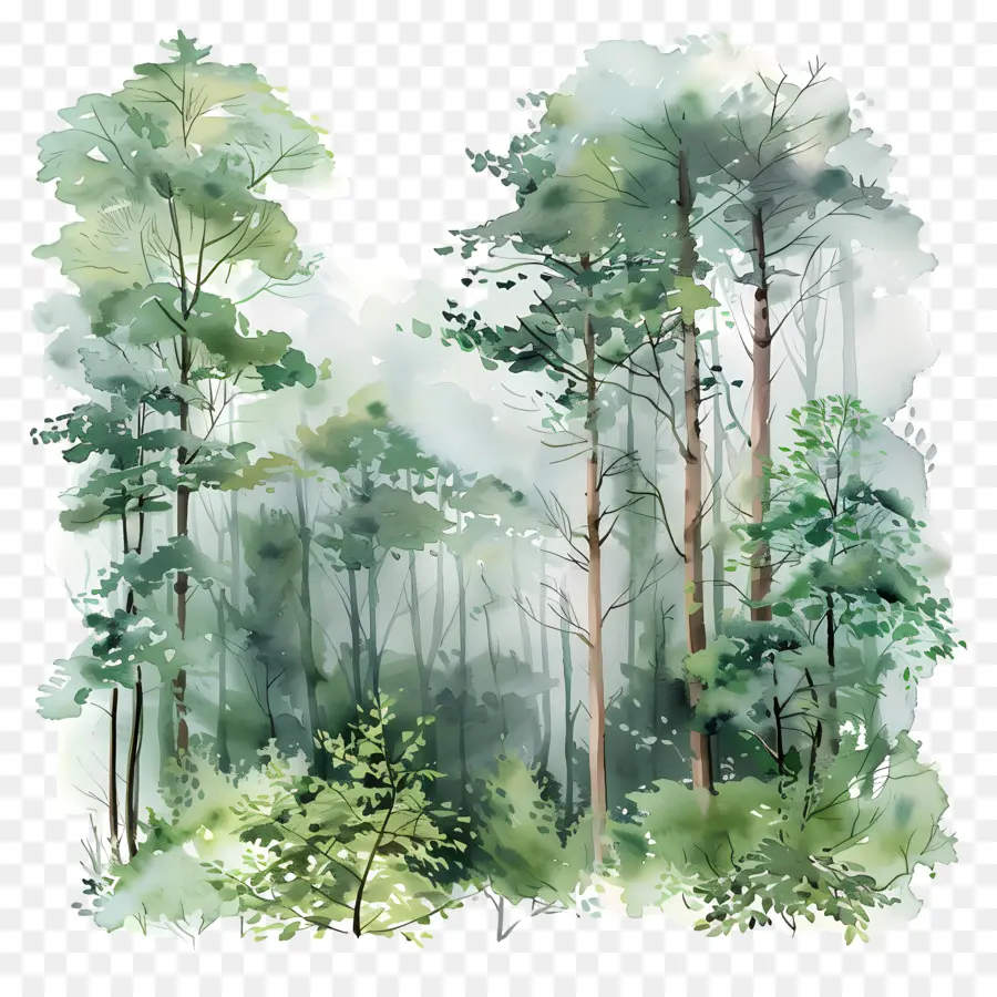 густой лес，акварельная живопись PNG