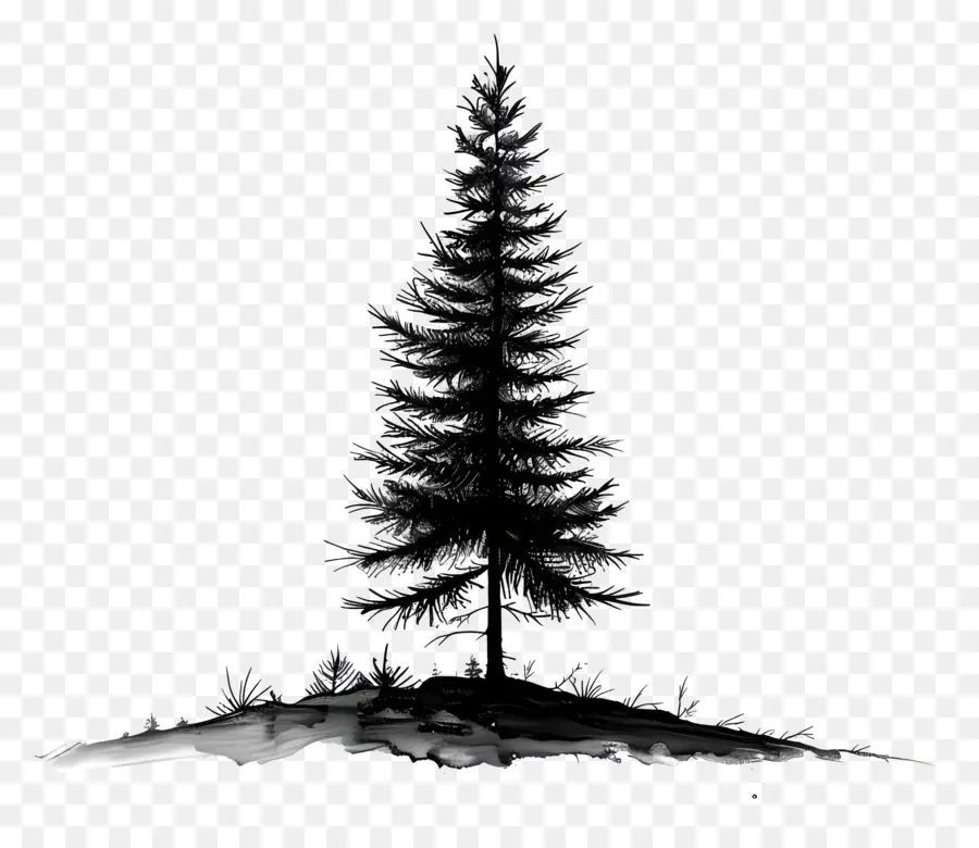 Pine Tree，одинокое дерево PNG