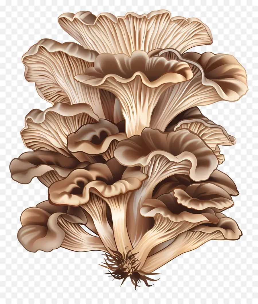 Maitake Mushroom，грибы PNG