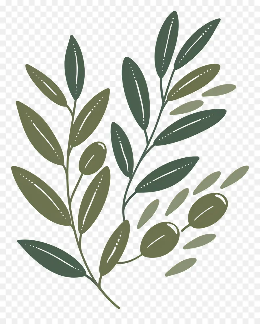 Оливковая ветвь，Зеленое листовое растение PNG