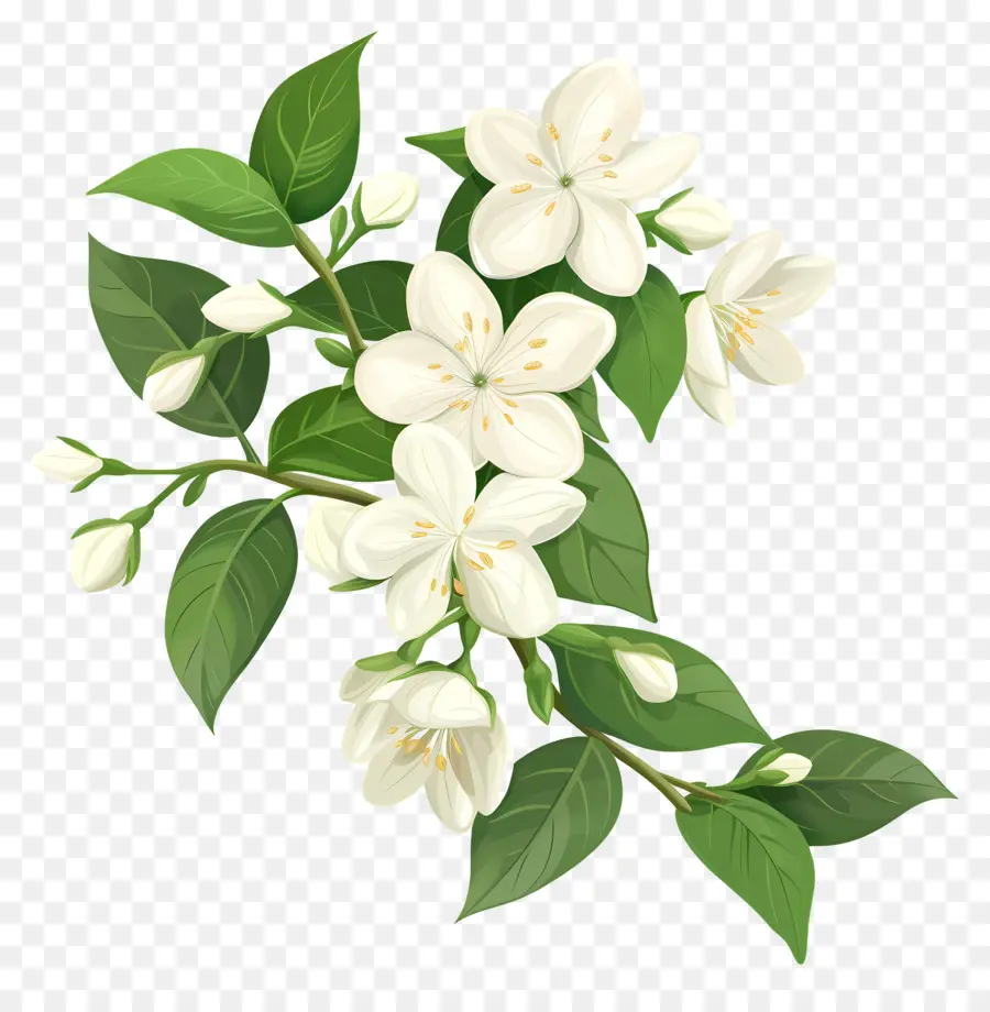 жасмин цветок，белый жасмин PNG