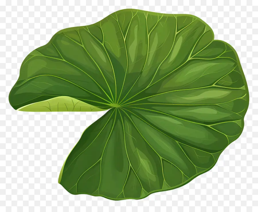 водяной лилией，большой лист PNG