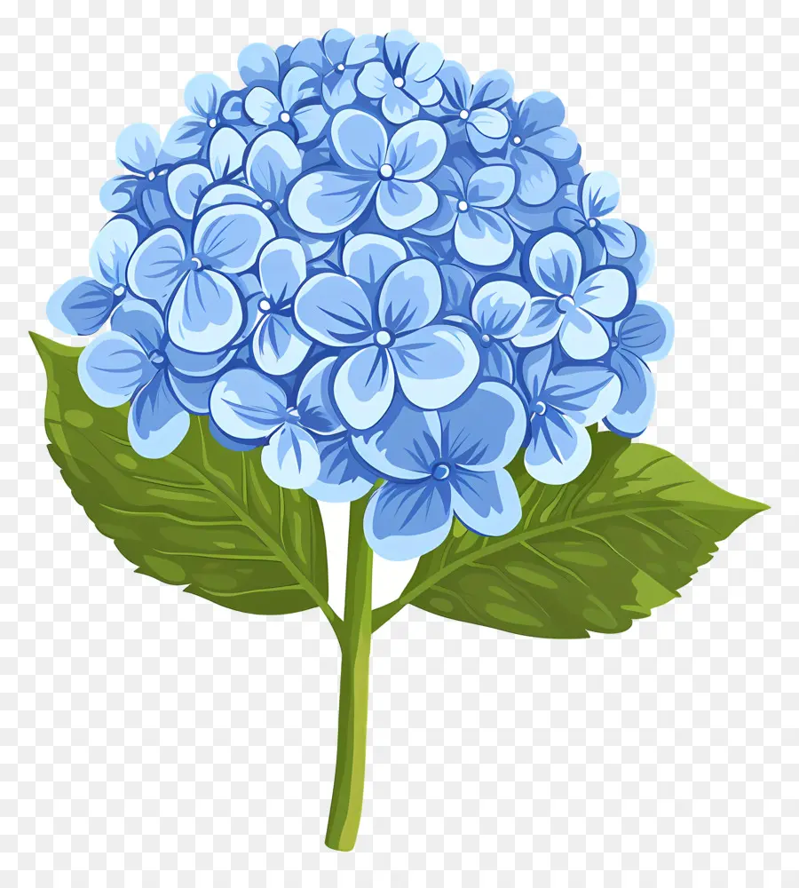 Гортензия цветок，синий цветок гидранта PNG