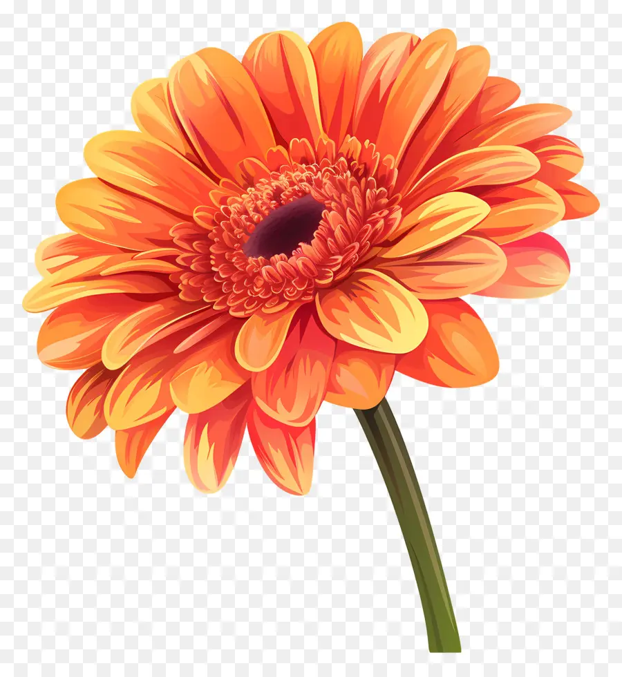 Гербера Дейзи цветок，оранжевый дейзи PNG