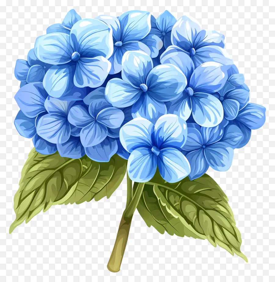 Гортензия цветок，синий Гортензия PNG