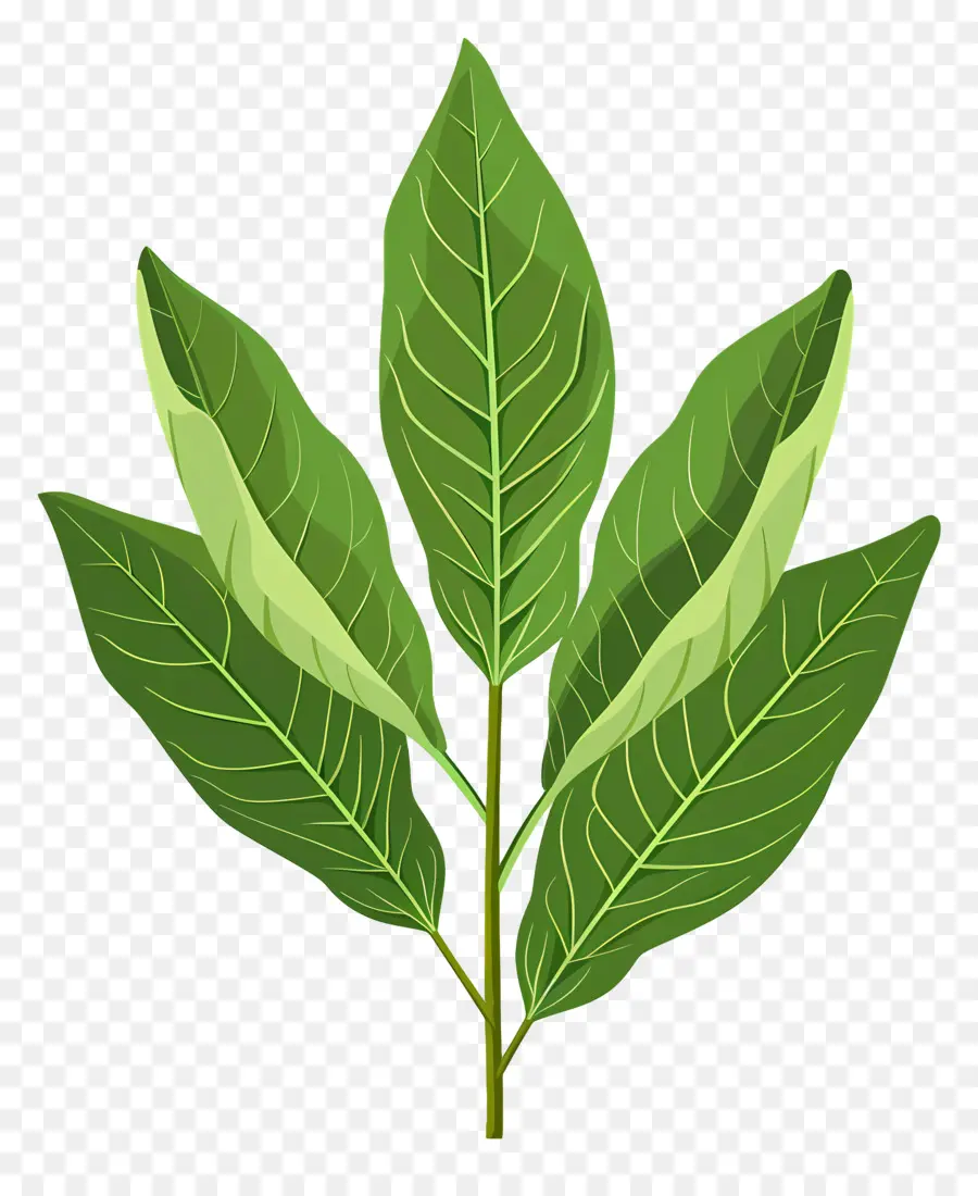 Лорел Лист，зеленый лист PNG
