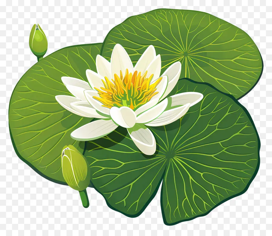водяной лилией，Цветок Лотоса PNG