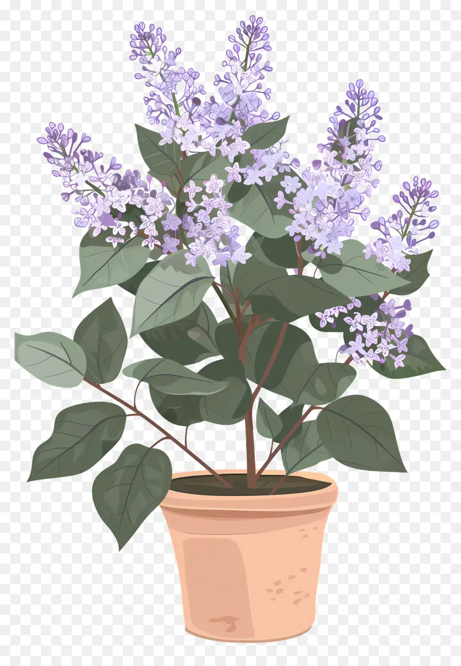 сиреневые цветы，сиреневое растение PNG