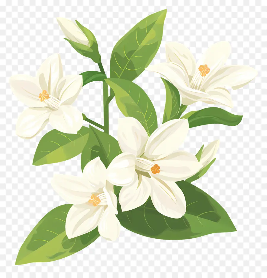 жасмин цветок，цветки жасмина PNG