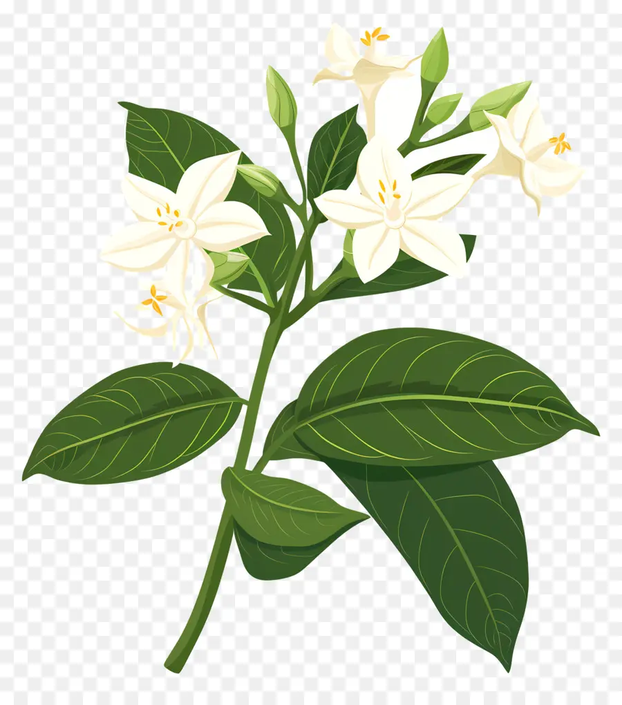 жасмин цветок，маленький белый цветок PNG