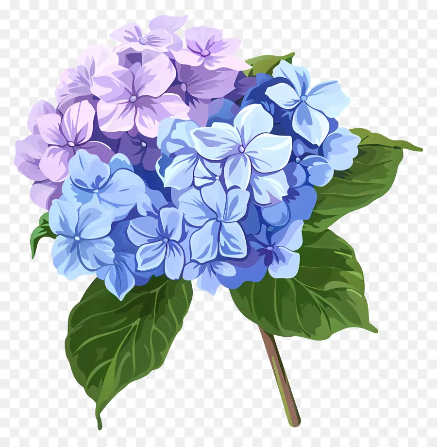 Гортензия цветок，синие цветы PNG