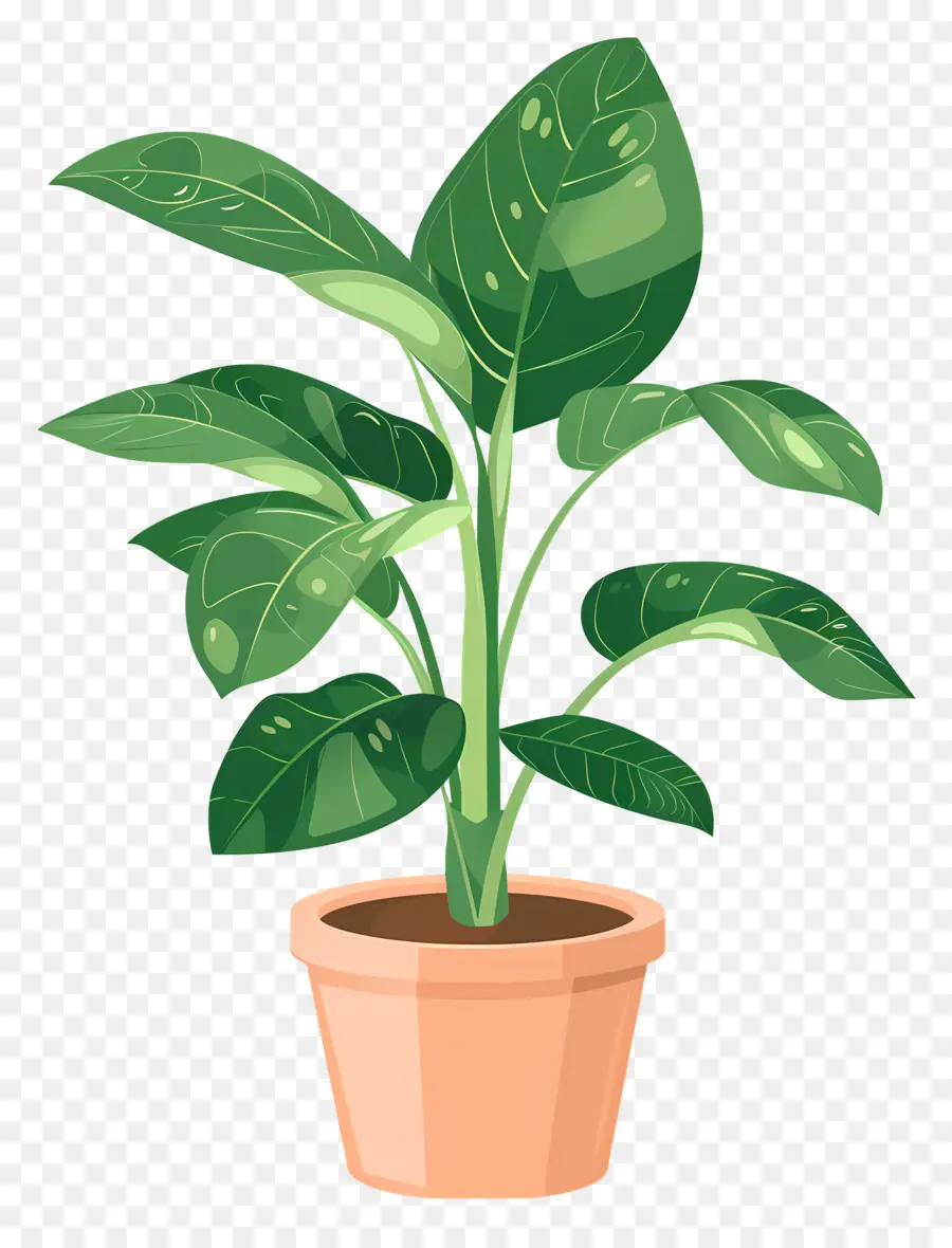 растение в горшке，Комнатное растение PNG