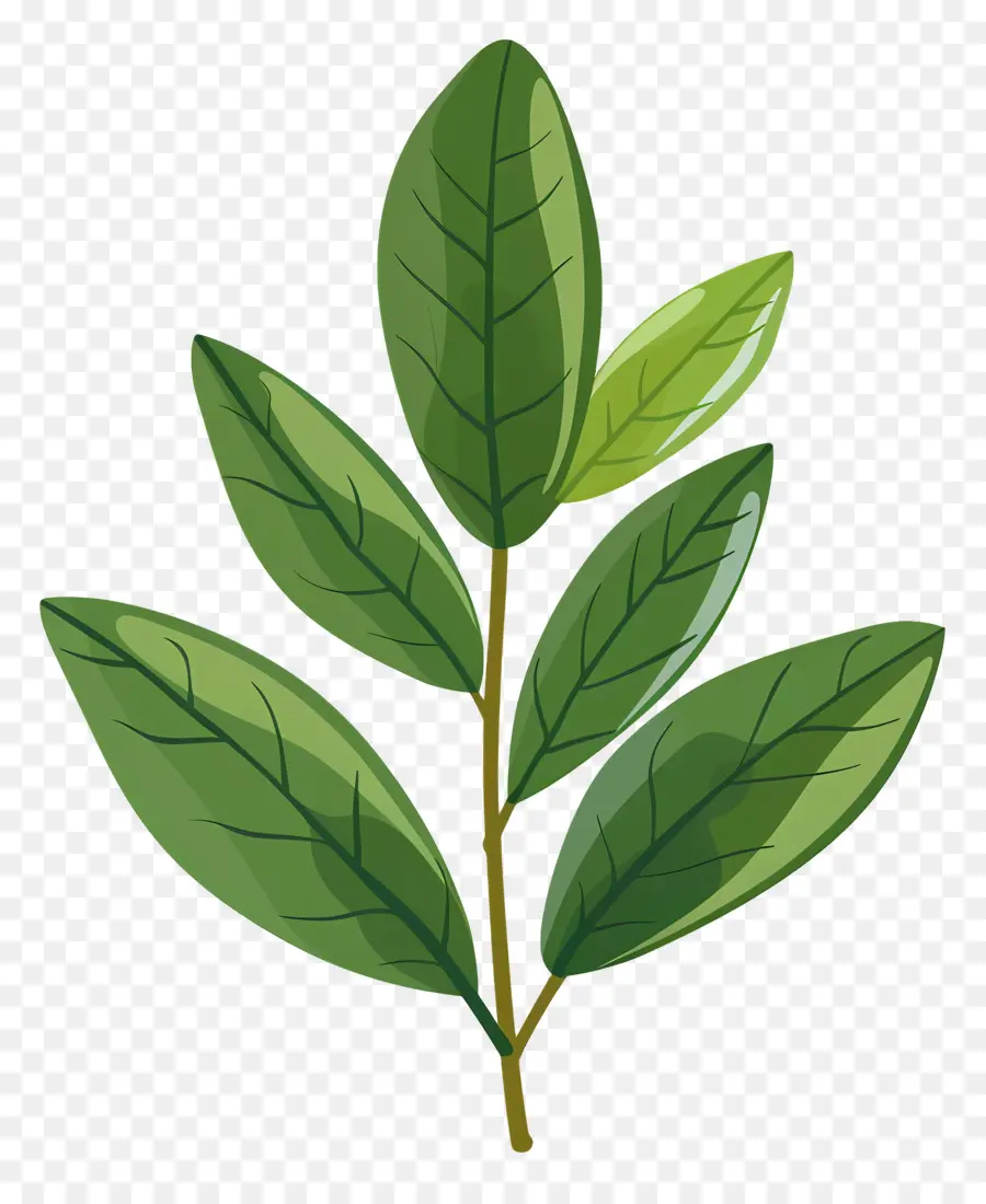 Лорел Лист，зеленый лист PNG