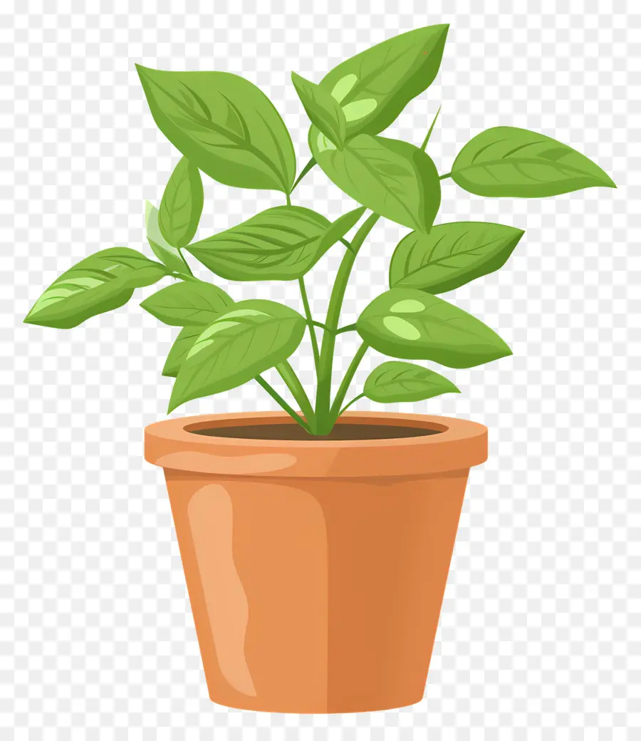 растение в горшке，Внутреннее растение PNG