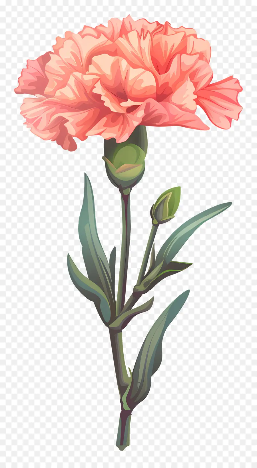 цветок гвоздика ，розовая гвоздика PNG