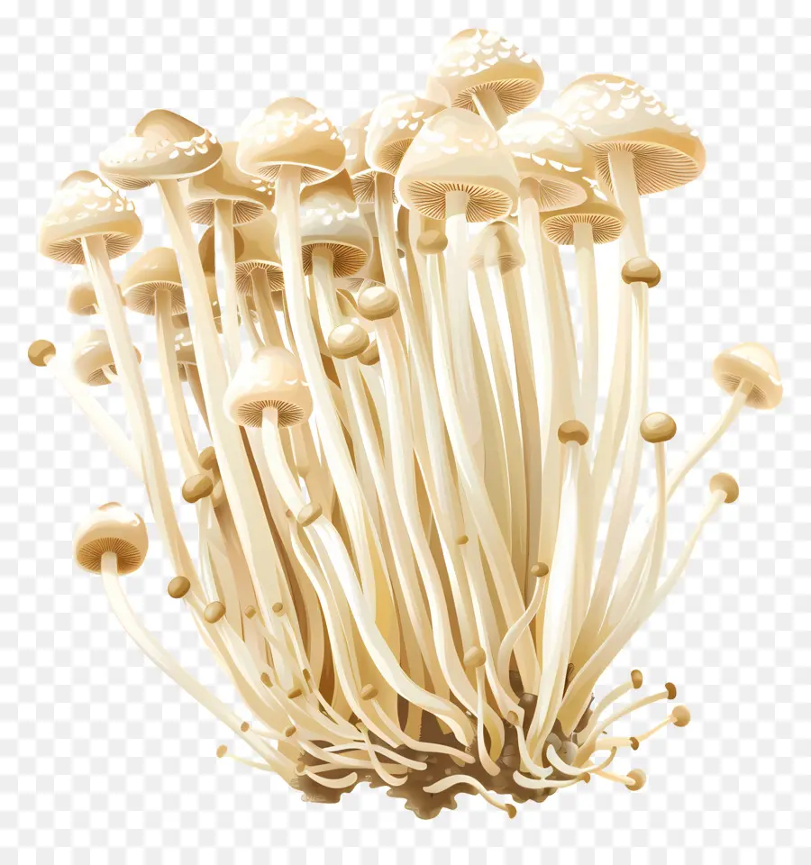 эноки гриб，Гриб PNG