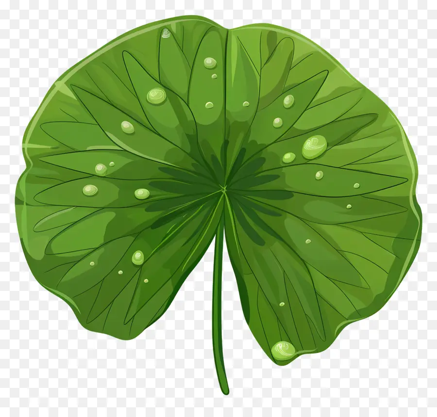 водяной лилией，зеленый лист PNG
