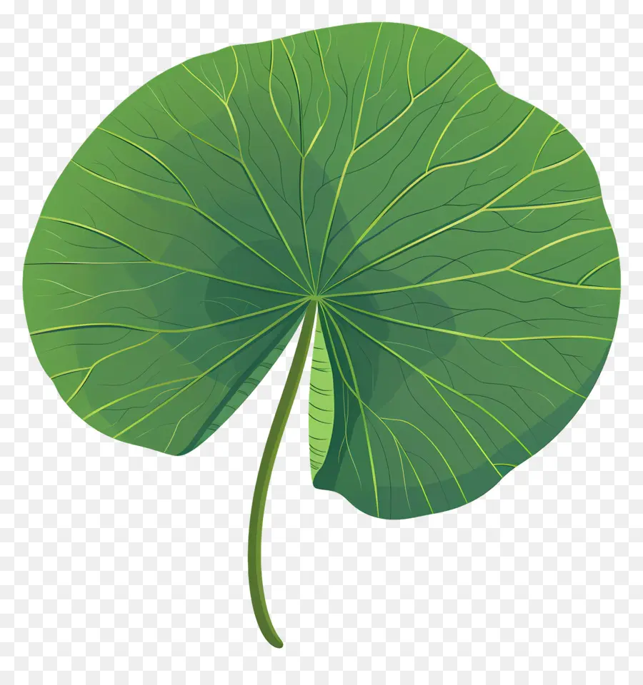водяной лилией，зеленый лист PNG