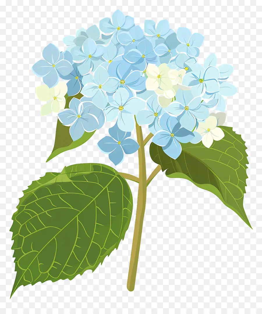 Гортензия цветок，синие и белые цветы PNG