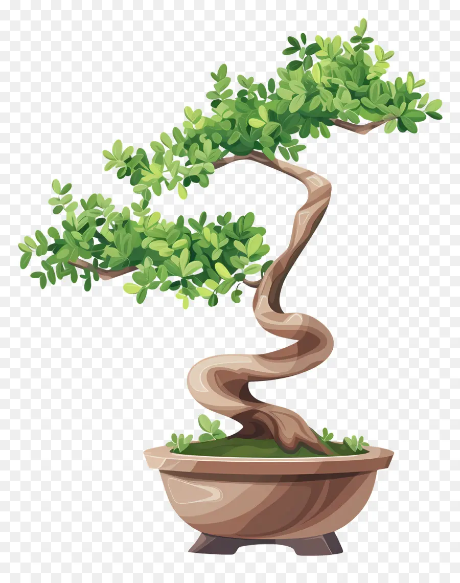 бонсай дерево，Внутреннее растение PNG