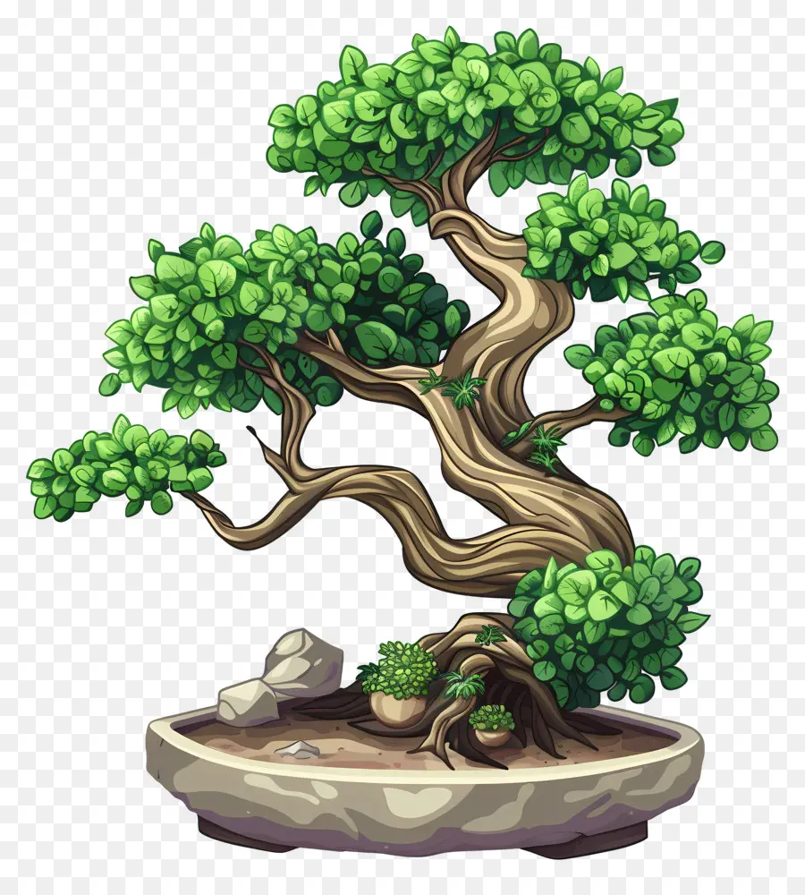 бонсай дерево，зеленые листья PNG