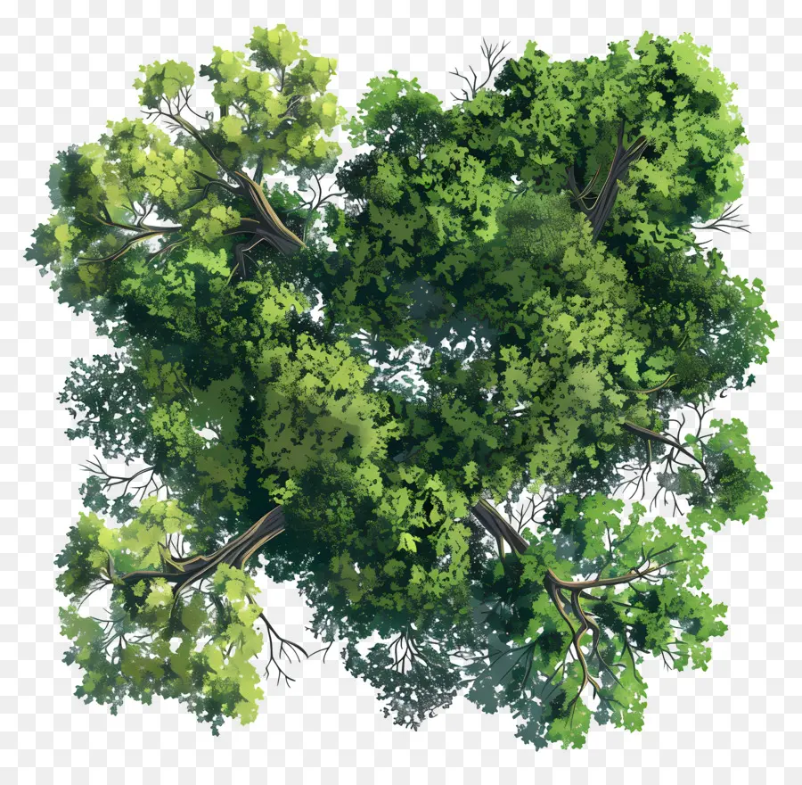 Лесной навес，зеленое дерево PNG