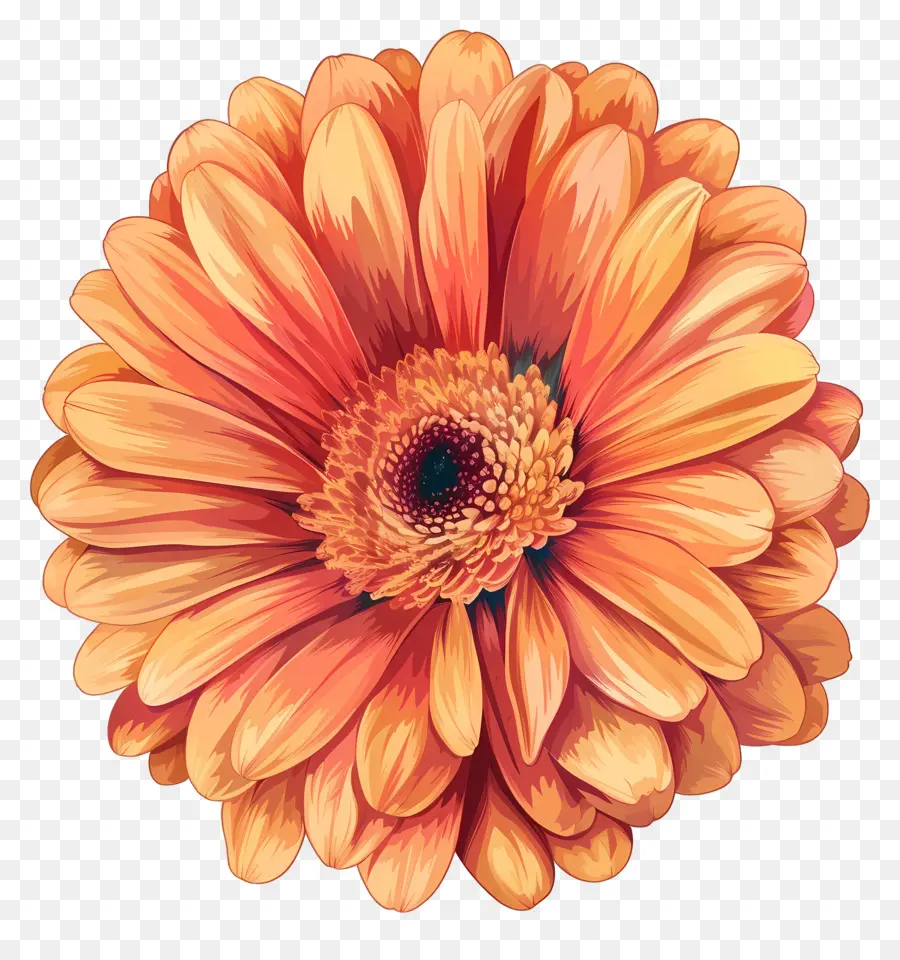 Гербера Дейзи цветок，оранжевый цветок PNG