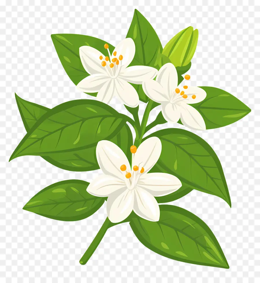 жасмин цветок，Зеленое листовое растение PNG