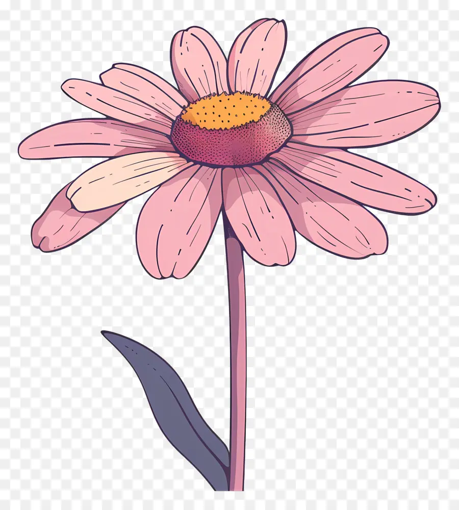 розовая Маргаритка，цветок PNG