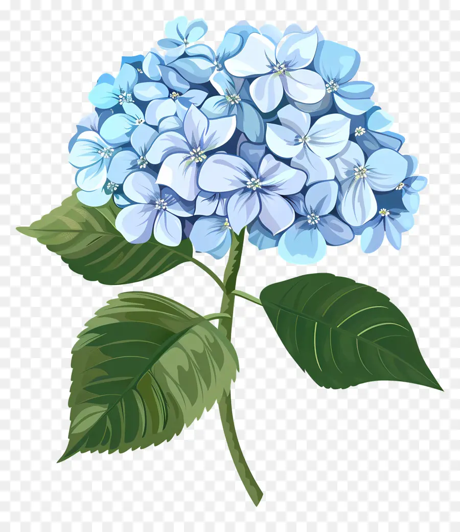 Гортензия цветок，Голубая гортеня PNG