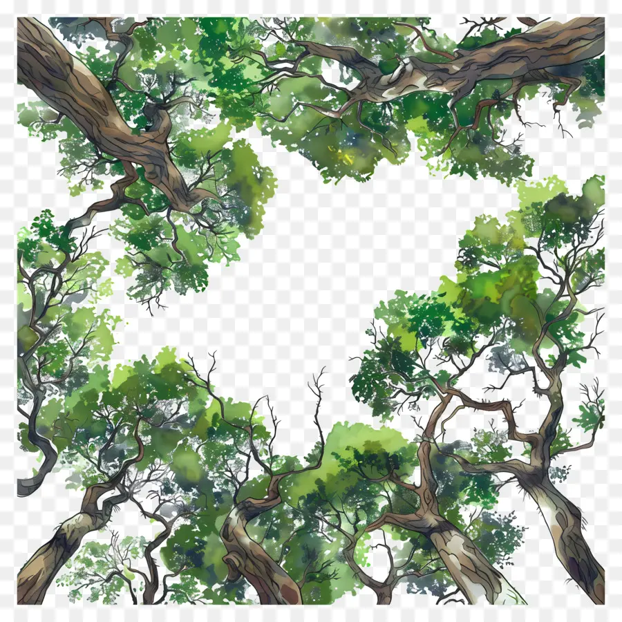 Лесной навес，зеленое дерево PNG