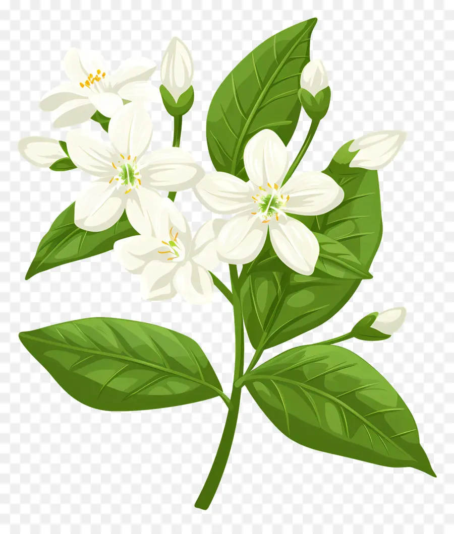 жасмин цветок，белый цветок PNG