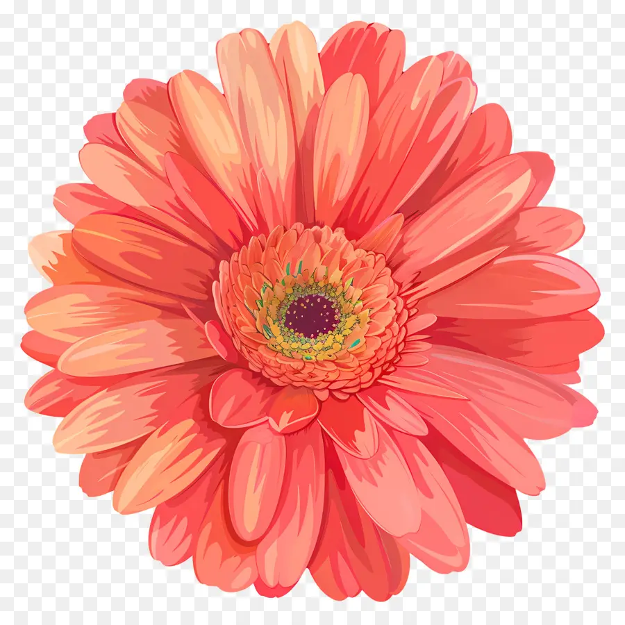 Гербера Дейзи цветок，розовый цветок PNG