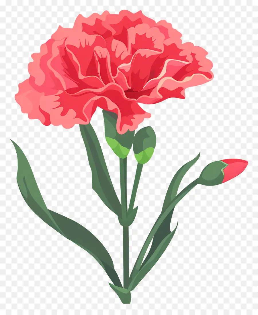 цветок гвоздика ，розовая гвоздика PNG