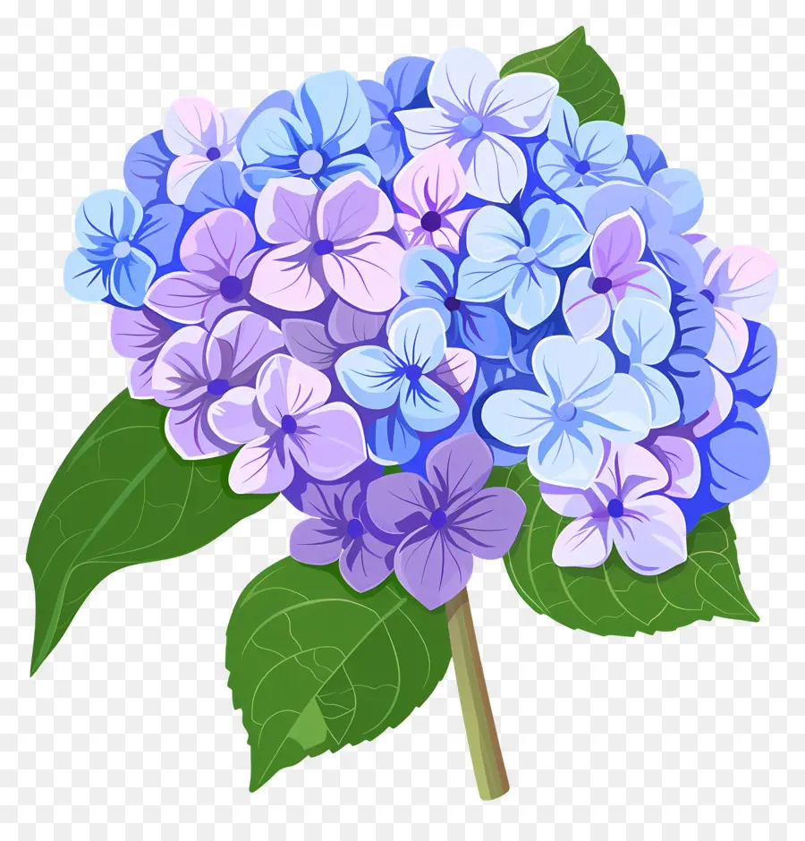 Гортензия цветок，синие и фиолетовые цветы PNG
