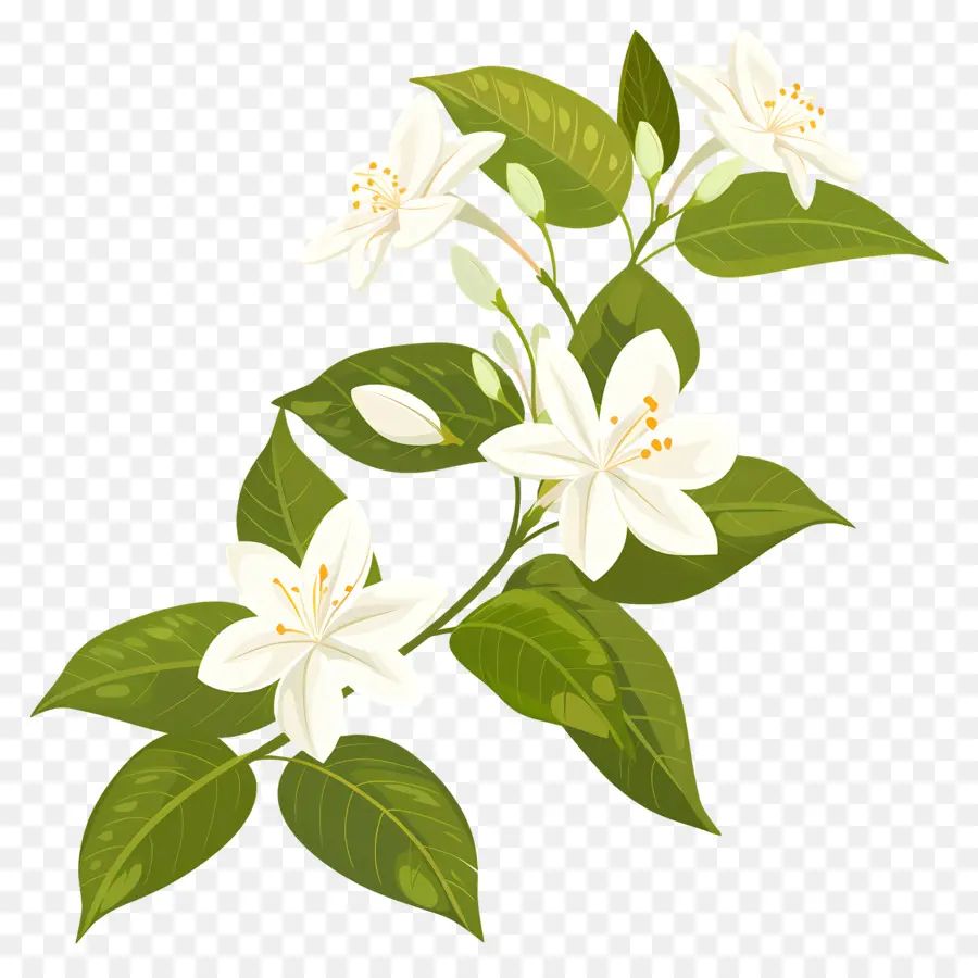 жасмин цветок，белый PNG
