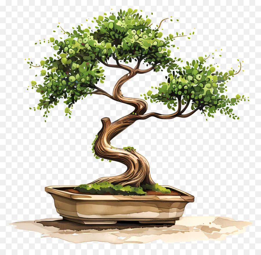 бонсай дерево，акварельные иллюстрации PNG