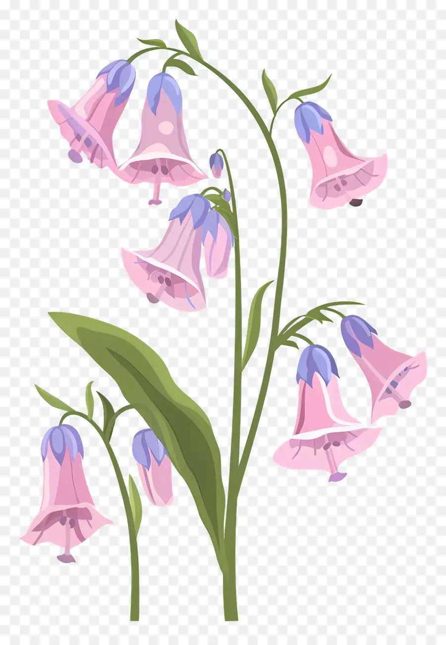 Bluebells，Розовые цветы PNG