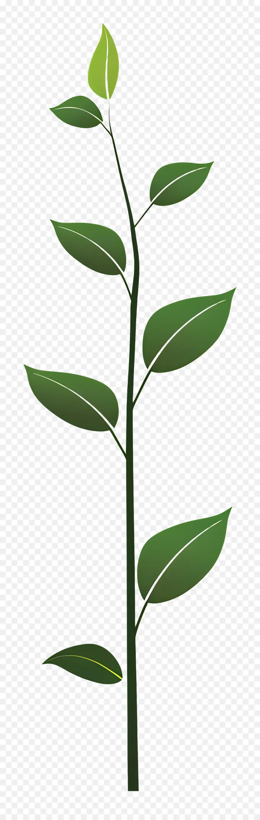 Стебель растения ，Зеленое листовое растение PNG