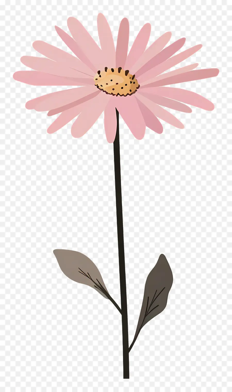розовая Маргаритка，цветок PNG