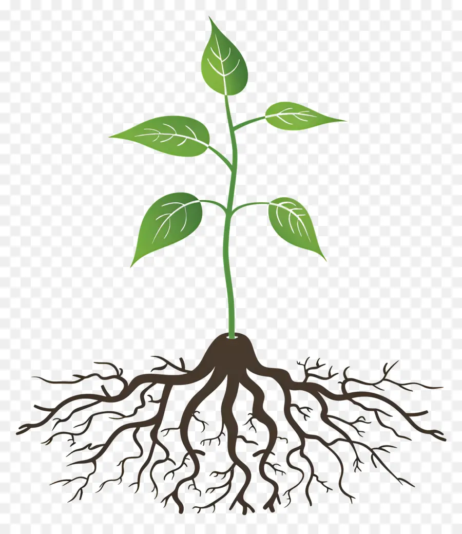посадить корень，корни растений PNG
