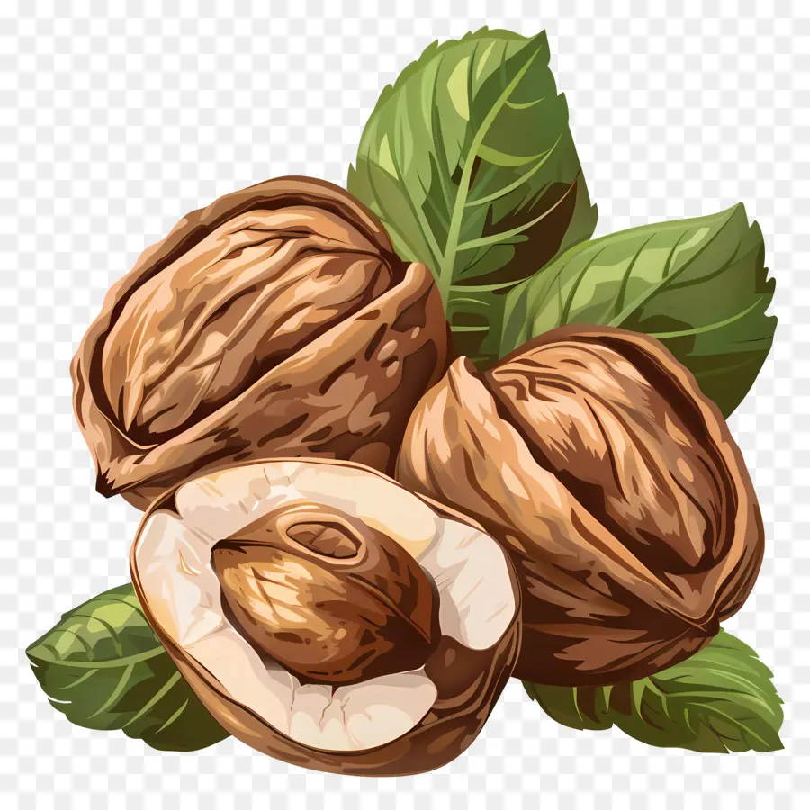 Nuts，фундук PNG