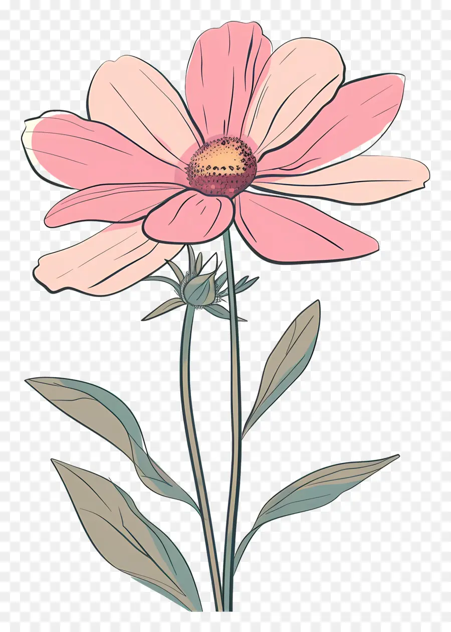 розовая Маргаритка，розовый цветок PNG