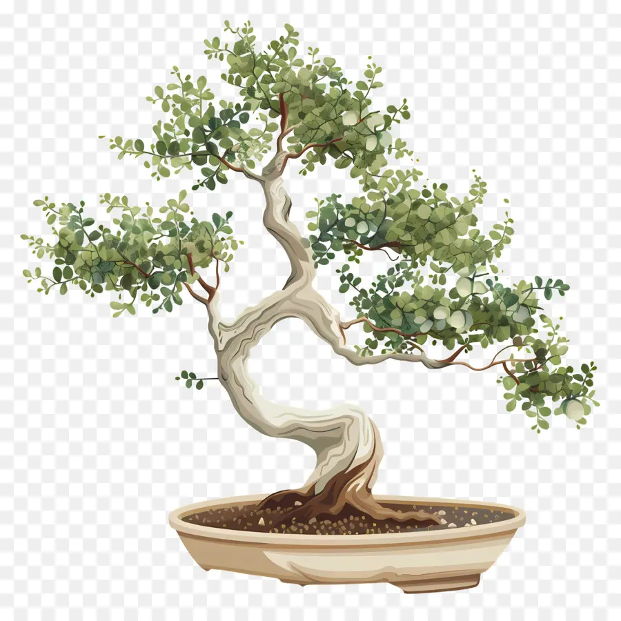 бонсай дерево，горшок PNG