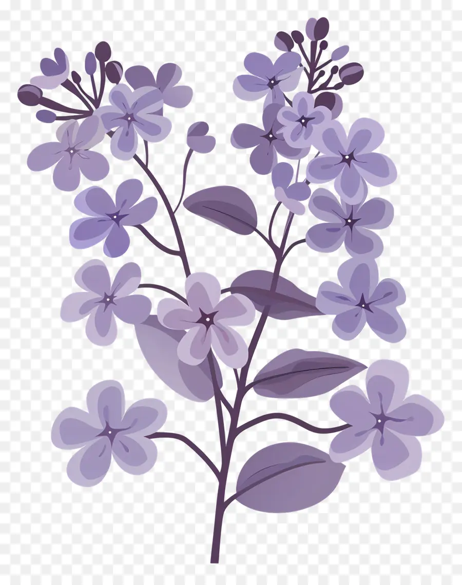 Эстетическая сирень，фиолетовые цветы PNG