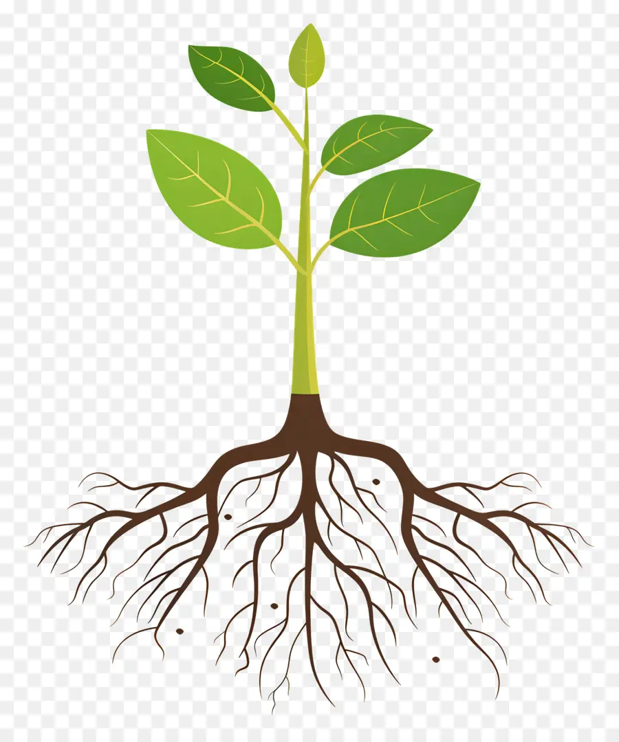 посадить корень，роста растений  PNG