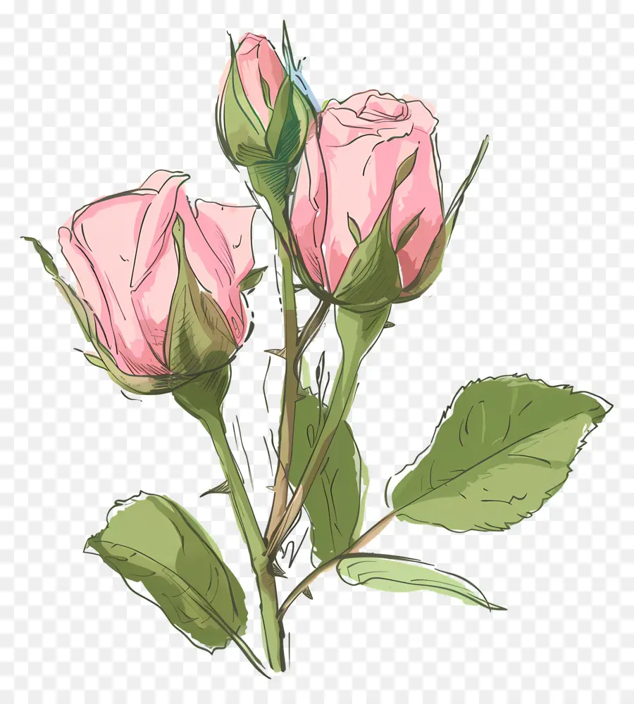 розовые бутоны，розовые розы PNG