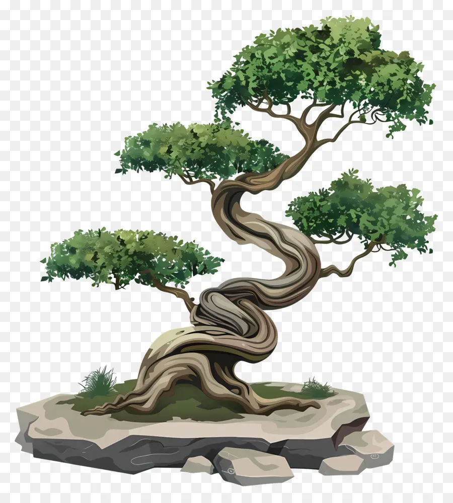 бонсай дерево，Багажник PNG